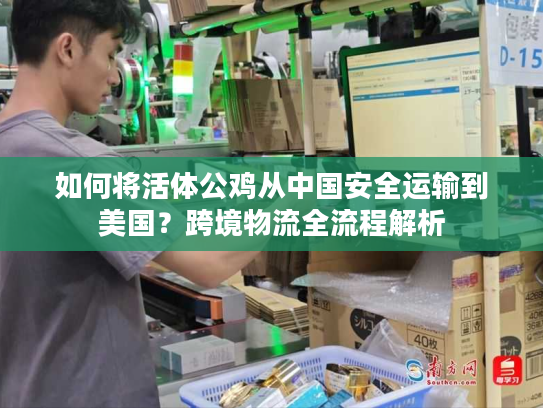 如何将活体公鸡从中国安全运输到美国？跨境物流全流程解析