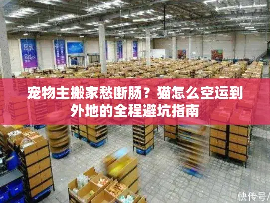 宠物主搬家愁断肠？猫怎么空运到外地的全程避坑指南