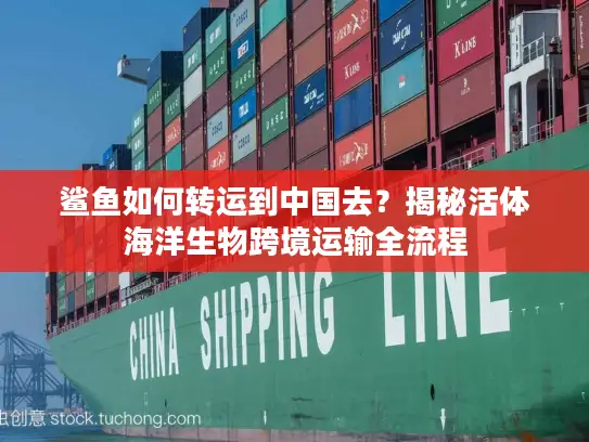 鲨鱼如何转运到中国去？揭秘活体海洋生物跨境运输全流程
