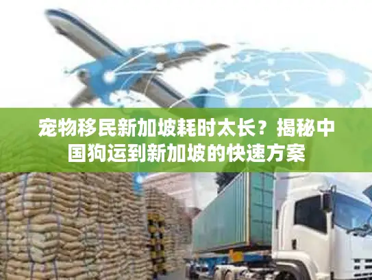 宠物移民新加坡耗时太长？揭秘中国狗运到新加坡的快速方案