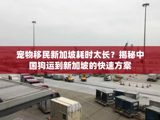 宠物移民新加坡耗时太长？揭秘中国狗运到新加坡的快速方案
