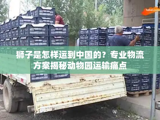 狮子是怎样运到中国的？专业物流方案揭秘动物园运输痛点