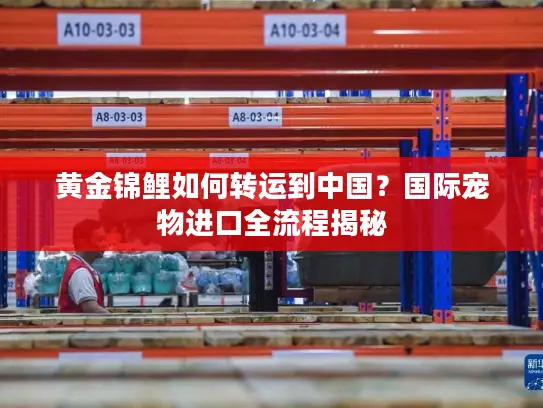 黄金锦鲤如何转运到中国？国际宠物进口全流程揭秘