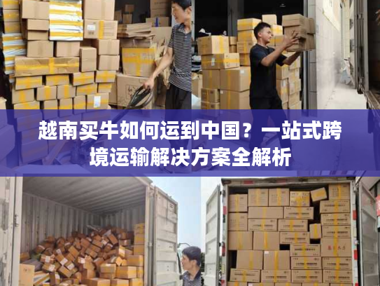 越南买牛如何运到中国？一站式跨境运输解决方案全解析