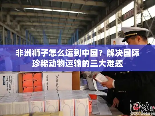 非洲狮子怎么运到中国？解决国际珍稀动物运输的三大难题