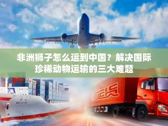 非洲狮子怎么运到中国？解决国际珍稀动物运输的三大难题