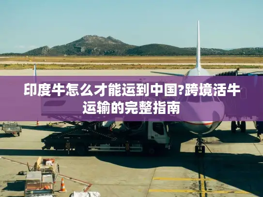 印度牛怎么才能运到中国?跨境活牛运输的完整指南