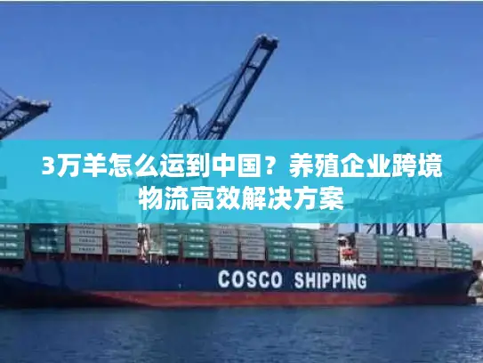 3万羊怎么运到中国？养殖企业跨境物流高效解决方案