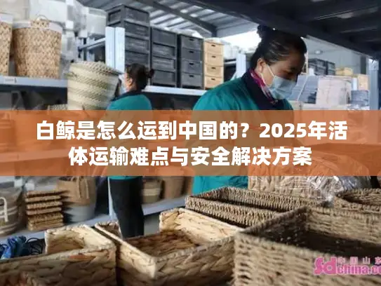 白鲸是怎么运到中国的？2025年活体运输难点与安全解决方案