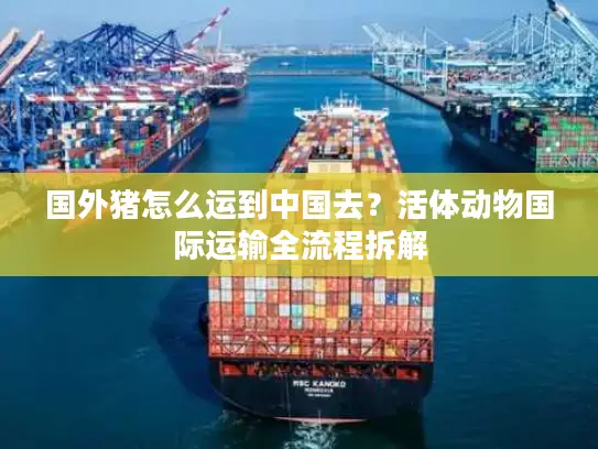 国外猪怎么运到中国去？活体动物国际运输全流程拆解