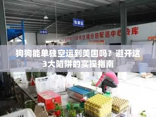 狗狗能单独空运到美国吗？避开这3大陷阱的实操指南