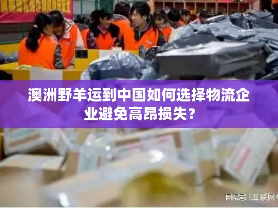 澳洲野羊运到中国如何选择物流企业避免高昂损失？