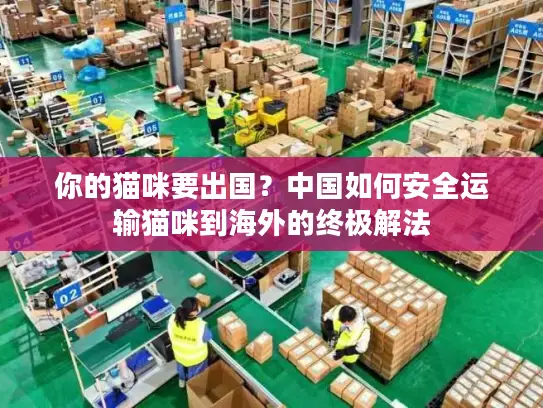 你的猫咪要出国？中国如何安全运输猫咪到海外的终极解法
