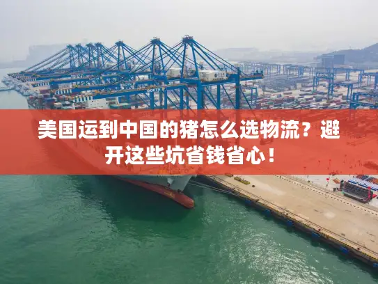 美国运到中国的猪怎么选物流？避开这些坑省钱省心！
