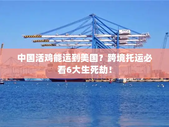 中国活鸡能运到美国？跨境托运必看6大生死劫！