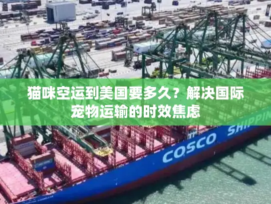 猫咪空运到美国要多久？解决国际宠物运输的时效焦虑