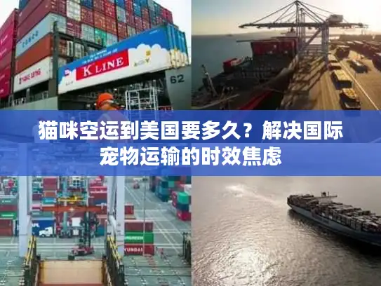 猫咪空运到美国要多久？解决国际宠物运输的时效焦虑