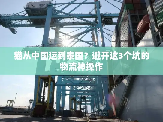 猫从中国运到泰国？避开这3个坑的物流神操作