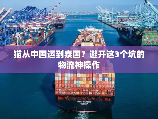 猫从中国运到泰国？避开这3个坑的物流神操作