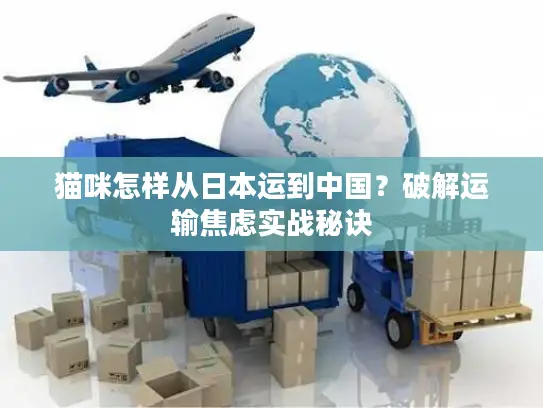 猫咪怎样从日本运到中国？破解运输焦虑实战秘诀