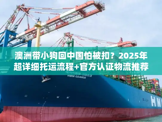 澳洲带小狗回中国怕被扣？2025年超详细托运流程+官方认证物流推荐