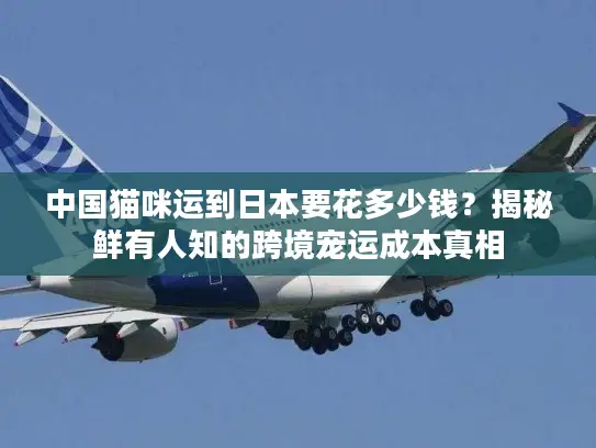 中国猫咪运到日本要花多少钱？揭秘鲜有人知的跨境宠运成本真相