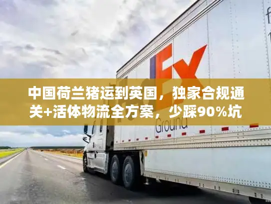 中国荷兰猪运到英国，独家合规通关+活体物流全方案，少踩90%坑
