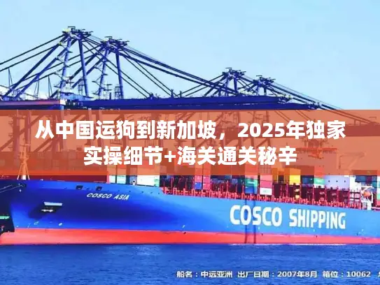 从中国运狗到新加坡，2025年独家实操细节+海关通关秘辛