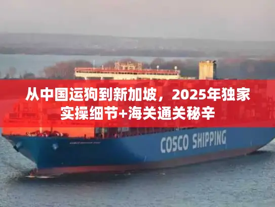 从中国运狗到新加坡，2025年独家实操细节+海关通关秘辛
